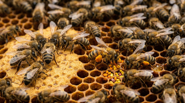 Freeze Dried Extract of Bee Bread: What It Is, How It Works, and Why It Matters